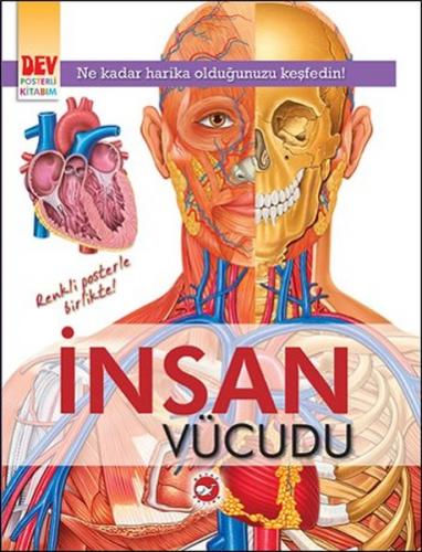 İnsan Vücudu