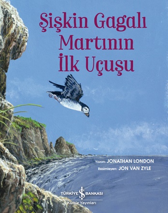 Şişkin Gagalı Martının İlk Uçuşu